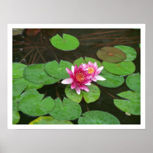 Lotus-Blume Poster