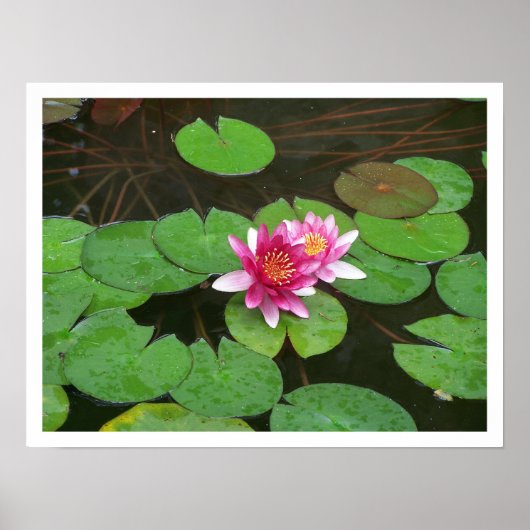 Lotus-Blume Poster (Vorne)