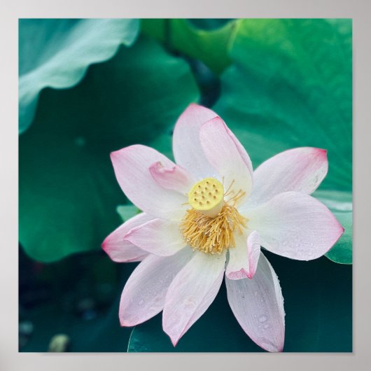Lotus Blume Poster (Vorne)