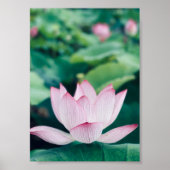 Lotus Blume Poster (Vorne)