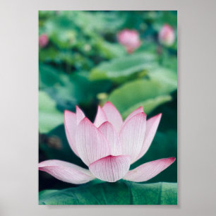 Lotus Blume Poster