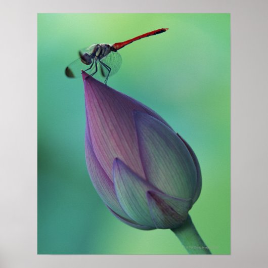 Lotus-Blume Poster (Vorne)