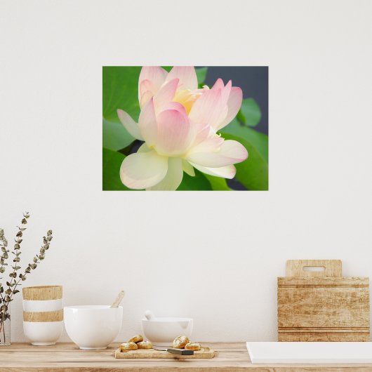 Lotus-Blume Poster (Küche)