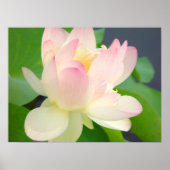 Lotus-Blume Poster (Vorne)