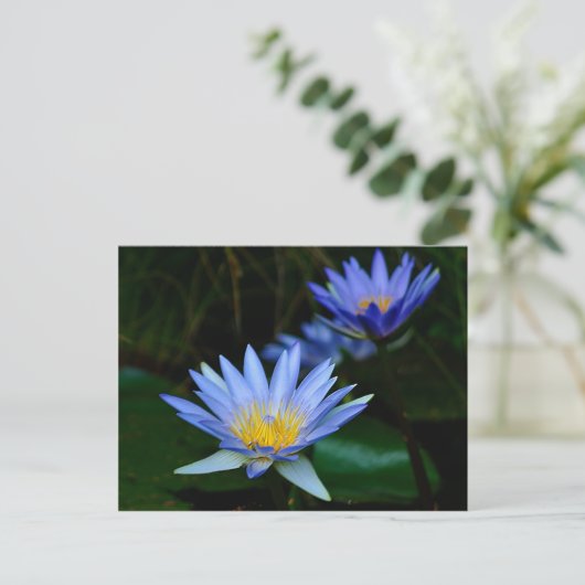 Lotus-Blume Postkarte (Stehend Vorderseite)