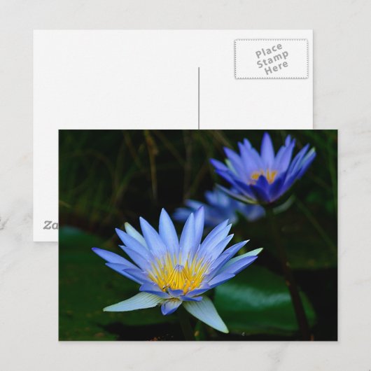 Lotus-Blume Postkarte (Vorne/Hinten)