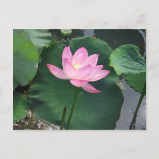 Lotus Blume Postkarte