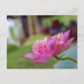 Lotus Blume Postkarte (Vorderseite)