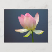 Lotus Blume Postkarte (Vorderseite)