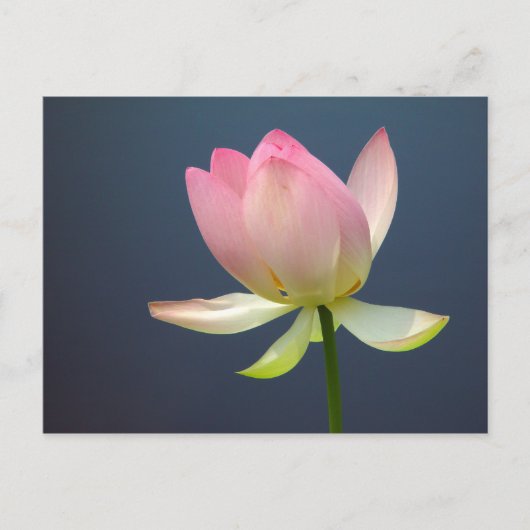 Lotus Blume Postkarte (Vorderseite)