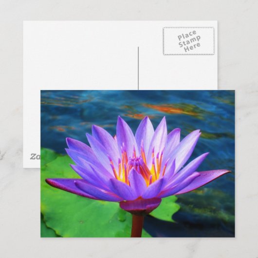 Lotus Blume Postkarte (Vorne/Hinten)