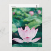 Lotus Blume Postkarte (Vorne/Hinten)