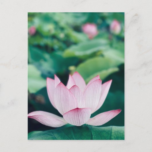 Lotus Blume Postkarte (Vorderseite)