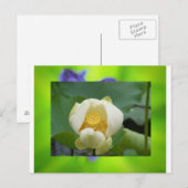 Lotus Blume Postkarte (Vorne/Hinten)