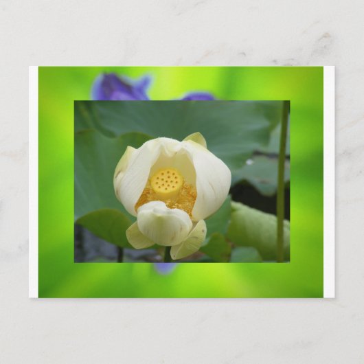 Lotus Blume Postkarte (Vorderseite)