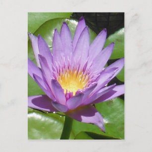 Lotus Blume Postkarte