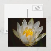 Lotus-Blume Postkarte (Vorne/Hinten)