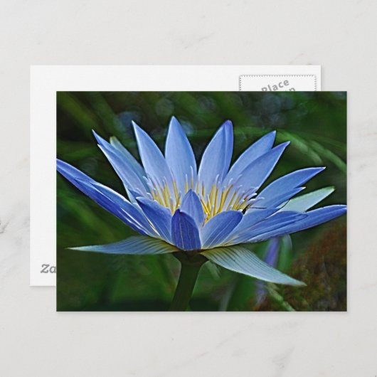 Lotus-Blume Postkarte (Vorne/Hinten)