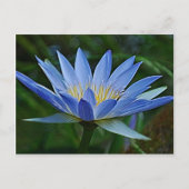 Lotus-Blume Postkarte (Vorderseite)
