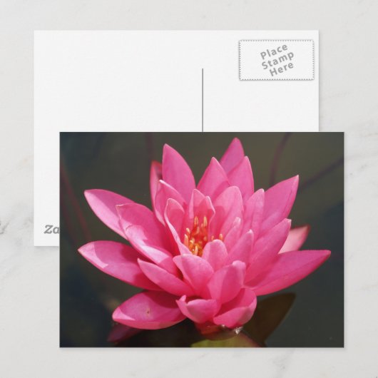 Lotus-Blume Postkarte (Vorne/Hinten)
