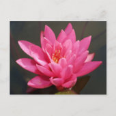 Lotus-Blume Postkarte (Vorderseite)