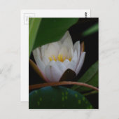 Lotus Blume Postkarte (Vorne/Hinten)