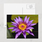 Lotus-Blume Postkarte (Vorne/Hinten)