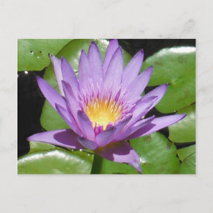 Lotus Blume Postkarte