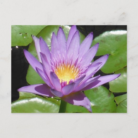 Lotus Blume Postkarte (Vorderseite)