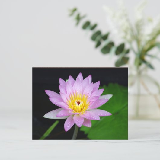 Lotus Blume Postkarte (Stehend Vorderseite)