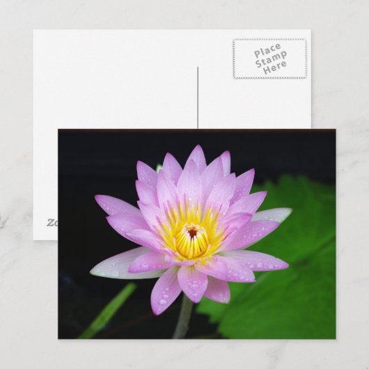 Lotus Blume Postkarte (Vorne/Hinten)