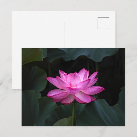 Lotus Blume Postkarte (Vorne/Hinten)