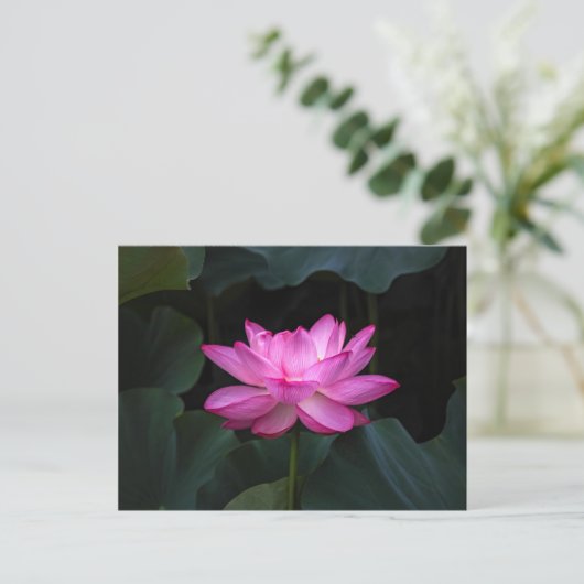 Lotus Blume Postkarte (Stehend Vorderseite)