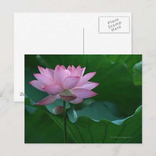 Lotus Blume Postkarte (Vorne/Hinten)