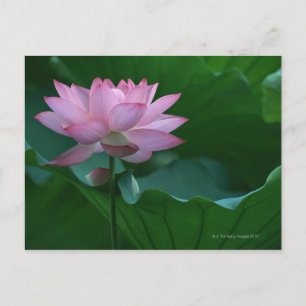 Lotus Blume Postkarte