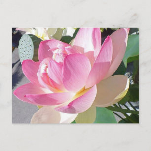 Lotus Blume Postkarte