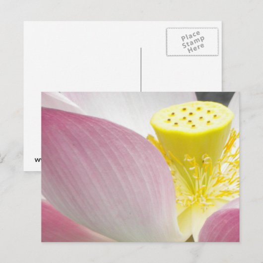 Lotus Blume Postkarte (Vorne/Hinten)