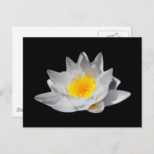 Lotus-Blume (Schwarzer Hintergrund) Postkarte (Vorne/Hinten)