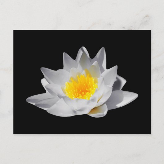 Lotus-Blume (Schwarzer Hintergrund) Postkarte (Vorderseite)