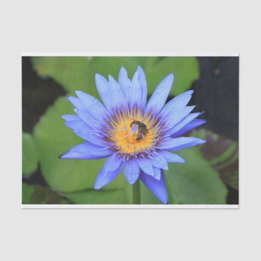 Lotus Blume Seidenpapier (Vorderseite)