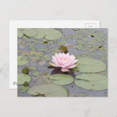 Lotus Blume Soft Pink Floral Pond Zen Postkarte (Vorne/Hinten)