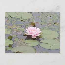 Lotus Blume Soft Pink Floral Pond Zen Postkarte