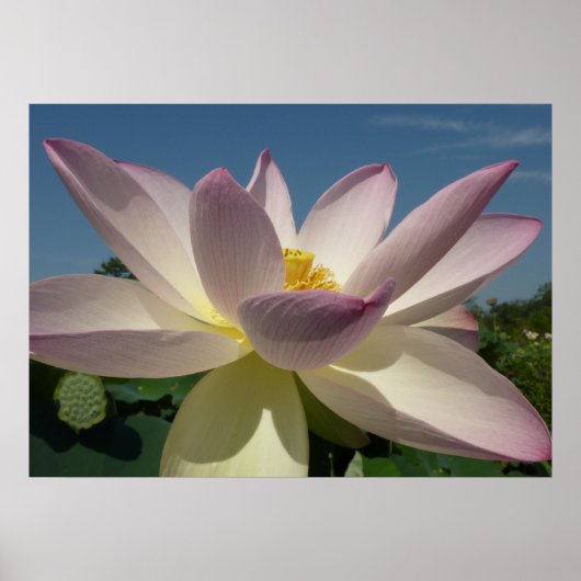 Lotus Blume und Blue Sky I Poster (Vorne)