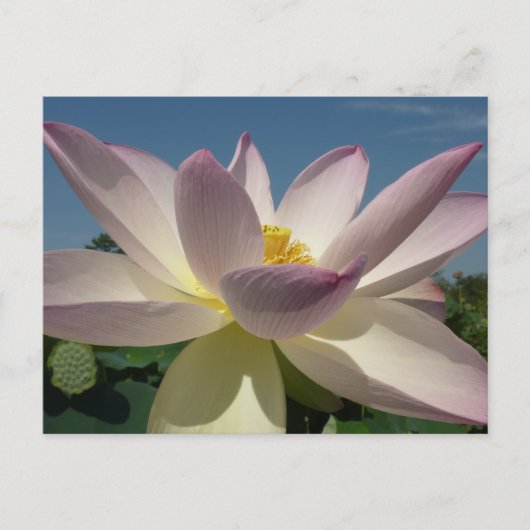 Lotus Blume und Blue Sky I Postkarte (Vorderseite)