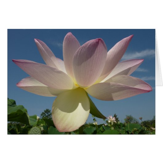 Lotus Blume und Blue Sky II (Vorderseite (Horizontal))