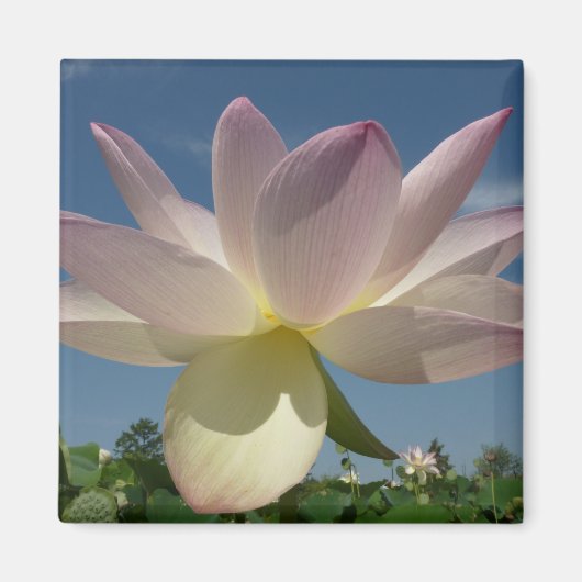 Lotus Blume und Blue Sky II Magnet (Vorne)