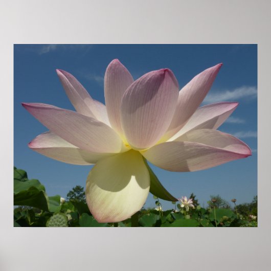 Lotus Blume und Blue Sky II Poster (Vorne)
