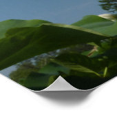 Lotus Blume und Blue Sky II Poster (Ecke)