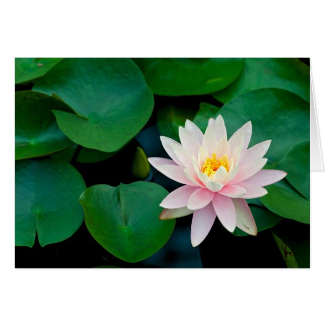 Lotus Blume und Lily Pads (Vorderseite (Horizontal))