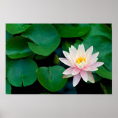 Lotus Blume und Lily Pads Poster (Vorne)